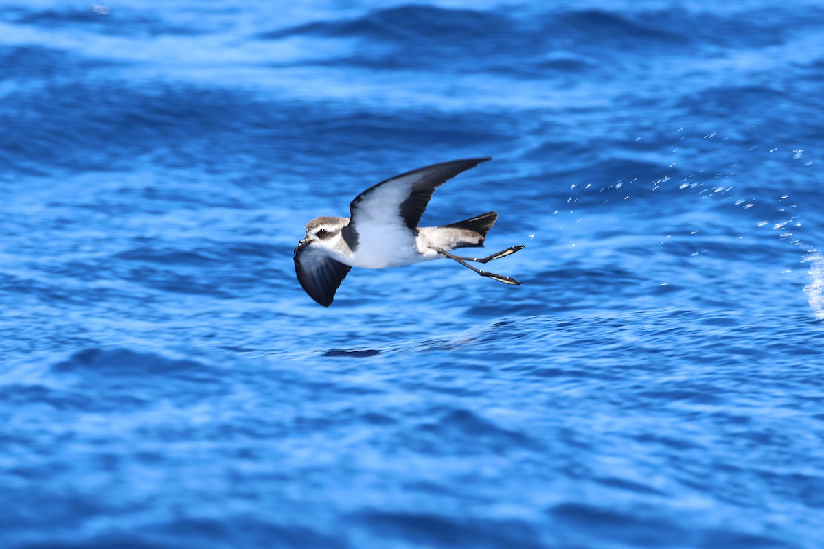 White-faced Storm-Petrel - ML645132796