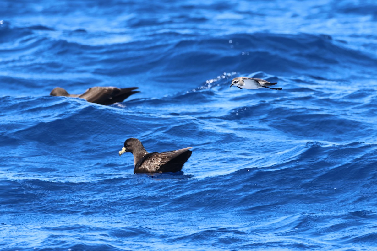 White-faced Storm-Petrel - ML645132797
