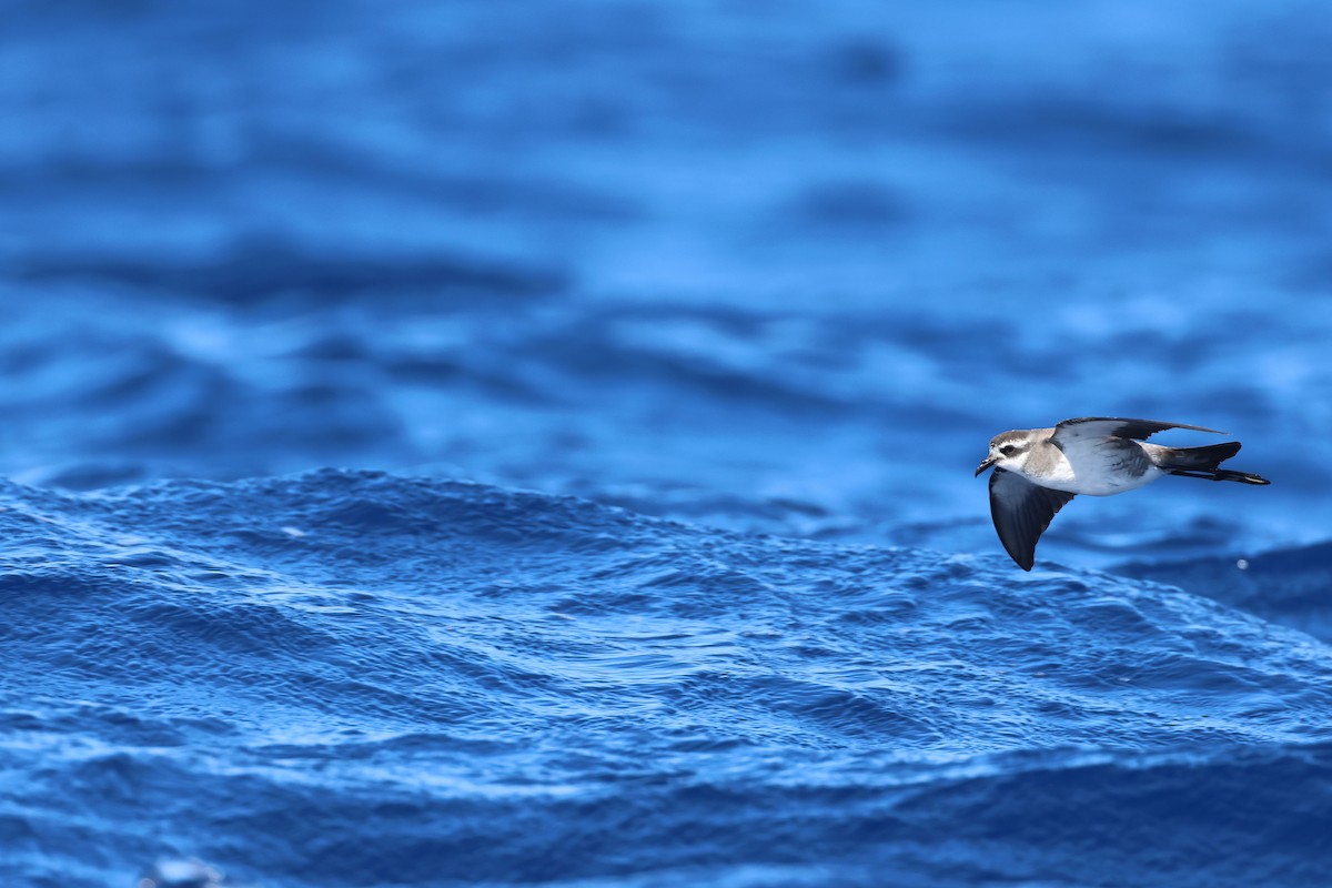 White-faced Storm-Petrel - ML645132798