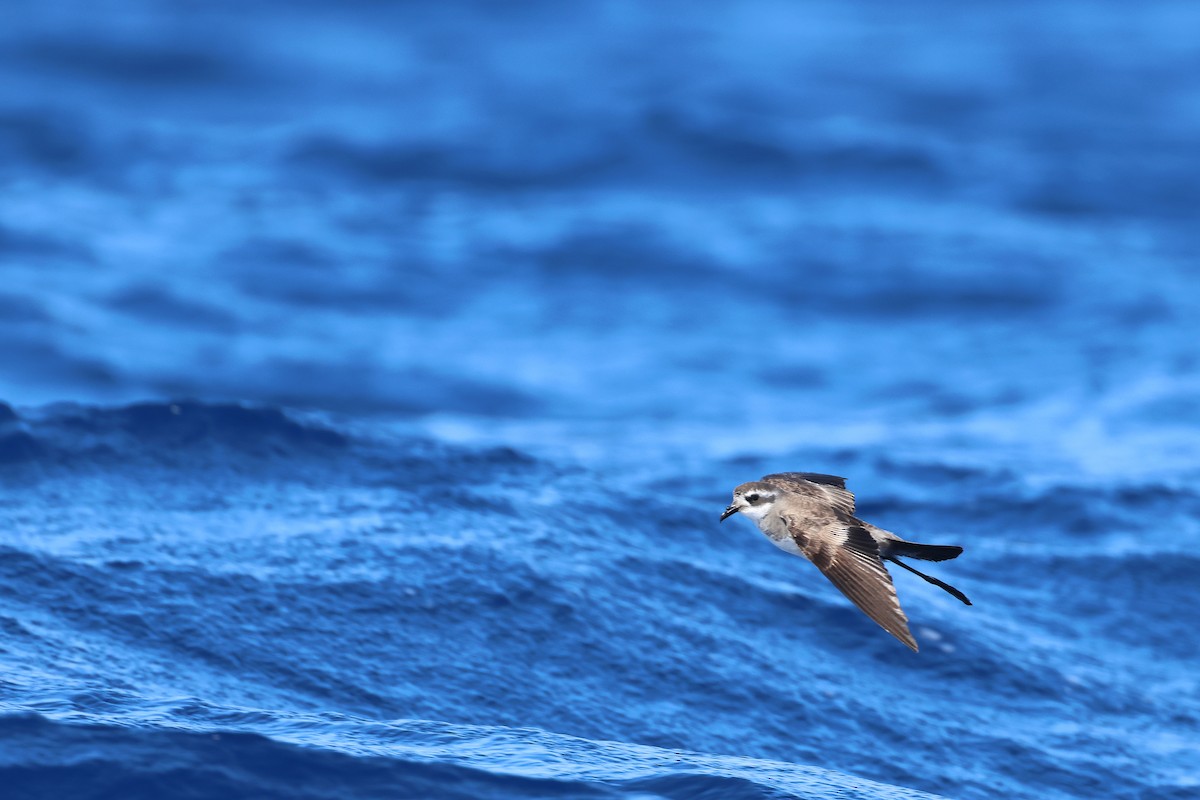 White-faced Storm-Petrel - ML645132799