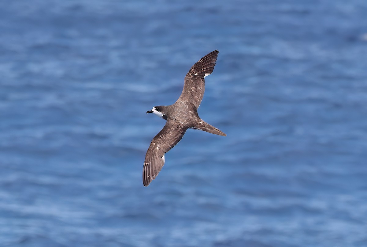 Hawaiian Petrel - ML645132802