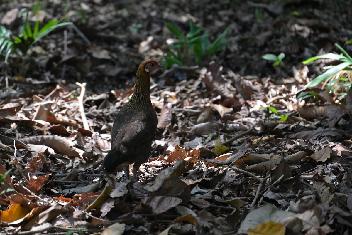 Red Junglefowl (Domestic type) - ML645132817