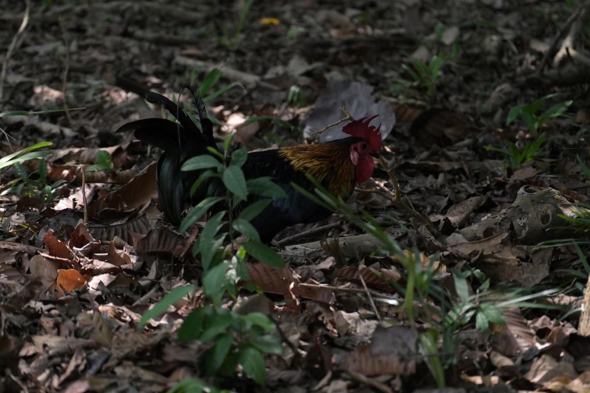 Red Junglefowl (Domestic type) - ML645132820