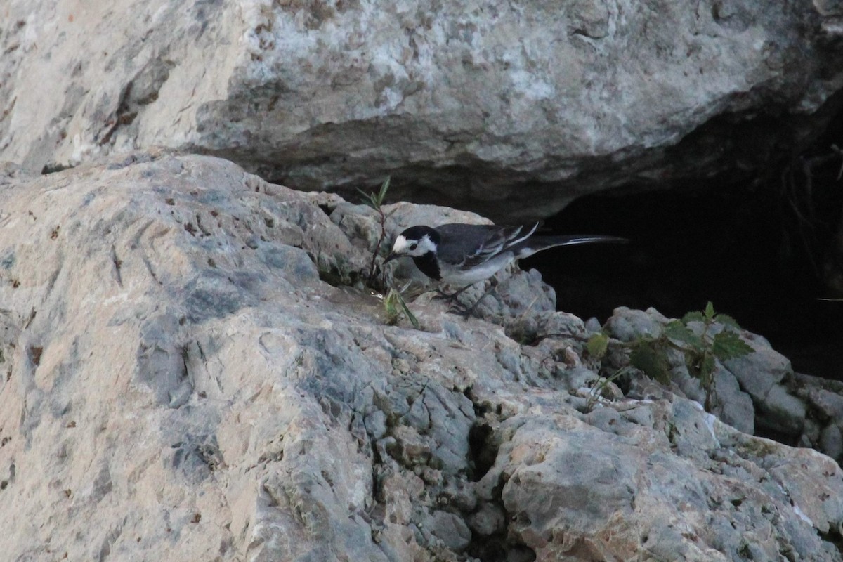 Lavandera Blanca - ML645132858