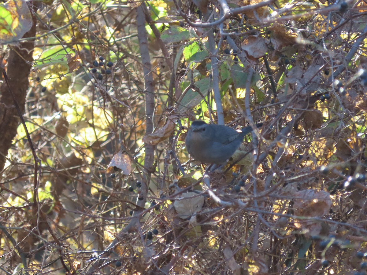 Miaulari grisa - ML645132867