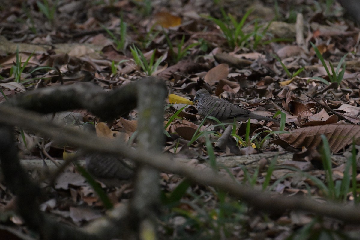 Zebra Dove - ML645132872