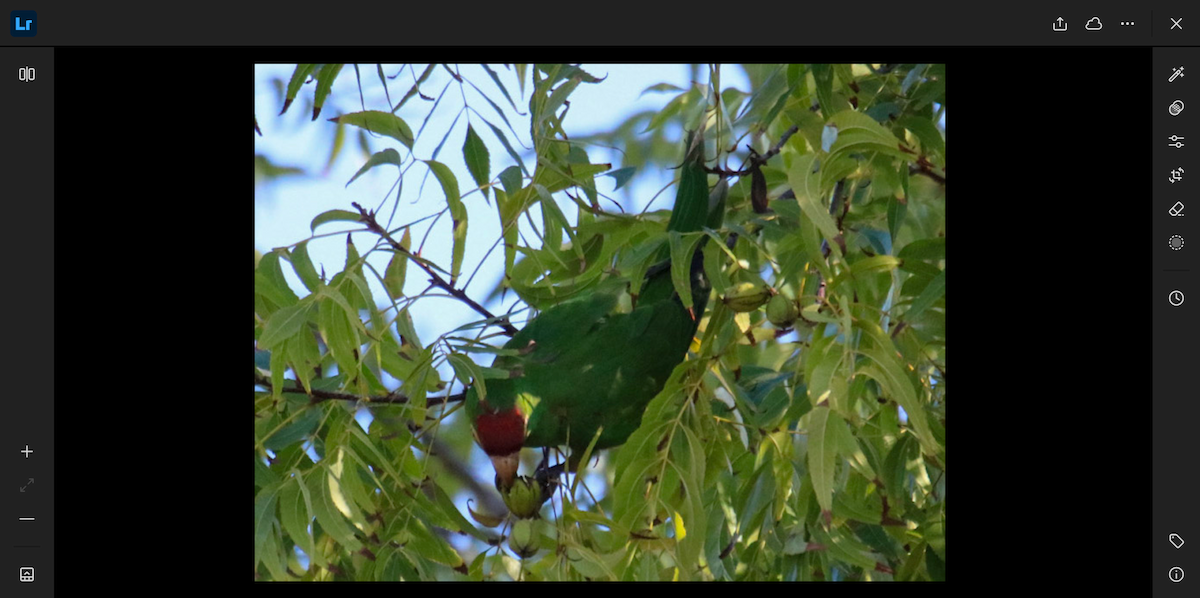 Red-masked Parakeet - ML645132879