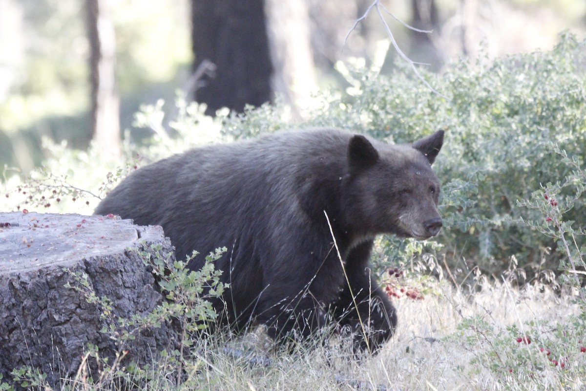 California Black Bear - ML645132885
