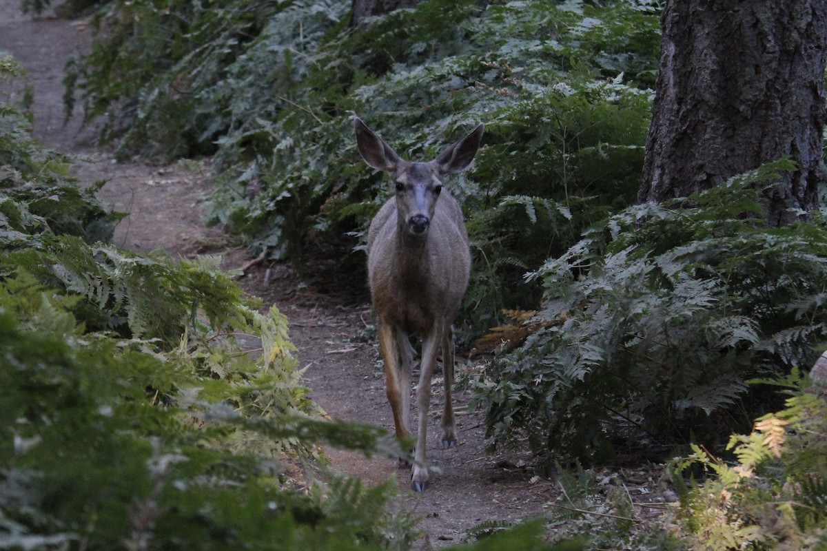 Mule Deer - ML645132886