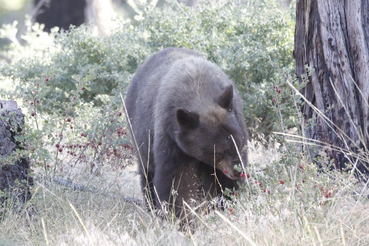 California Black Bear - ML645132887