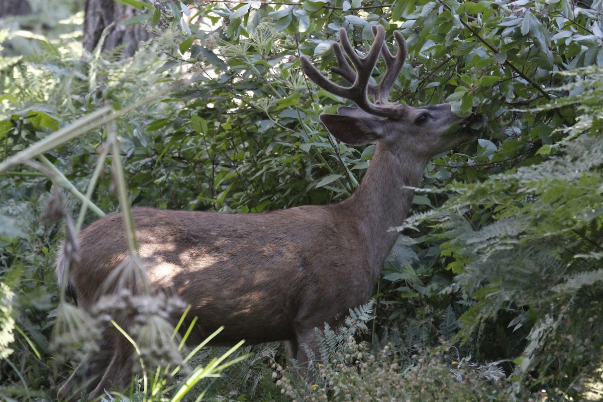 Mule Deer - ML645132888
