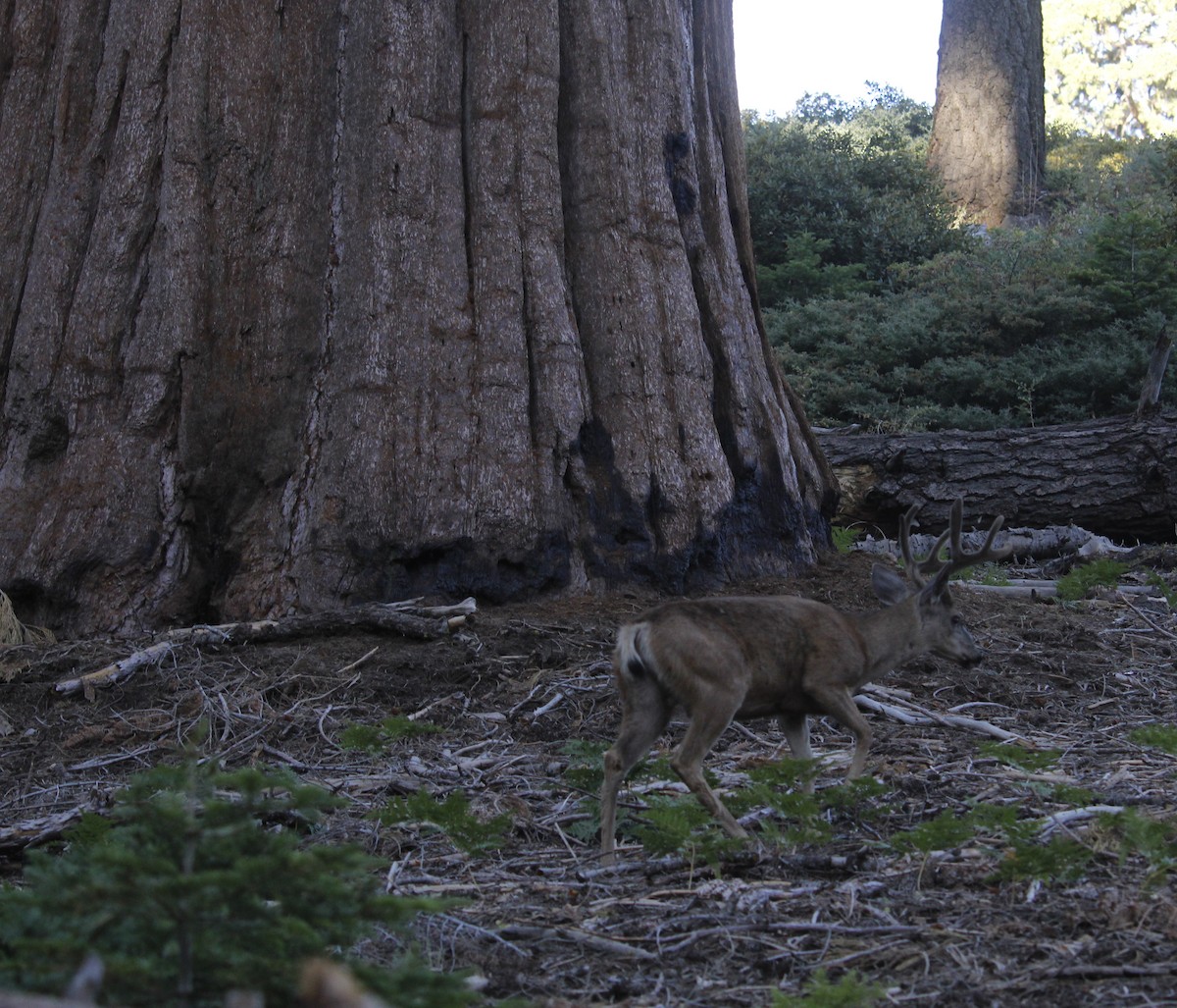 Mule Deer - ML645132889