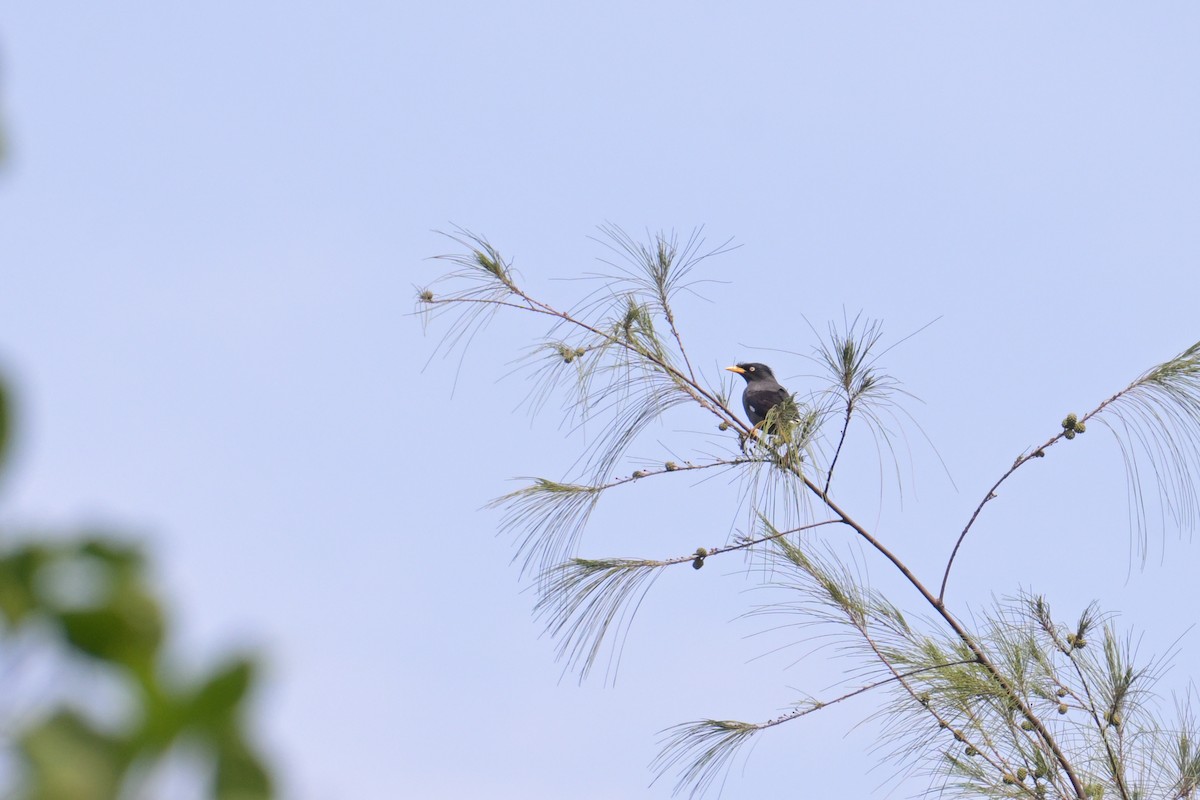 Javan Myna - ML645132892