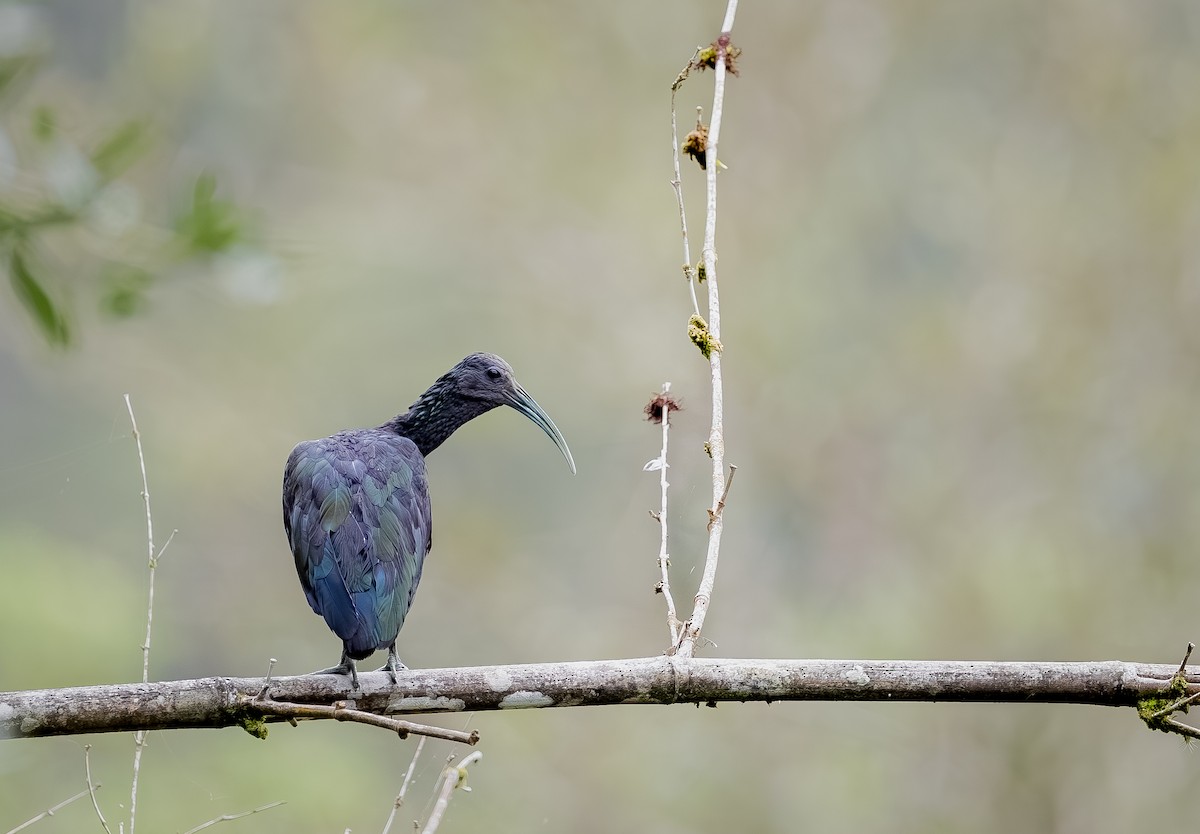 Green Ibis - ML645132893