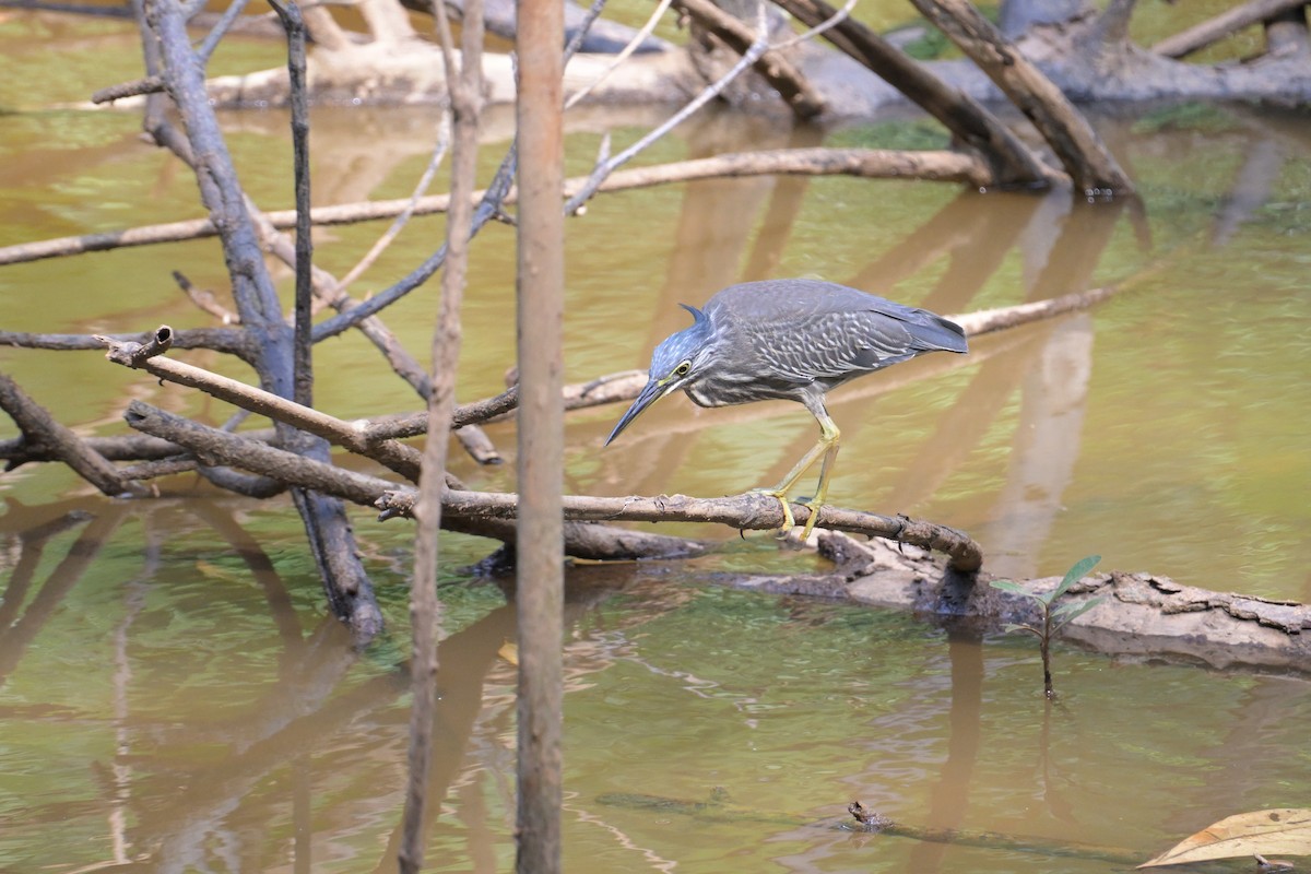 Little Heron - ML645132903
