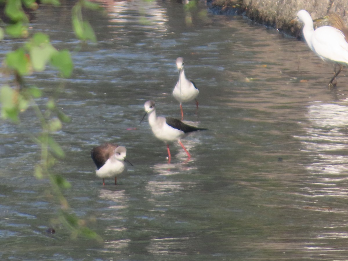 高蹺鴴 - ML645132905