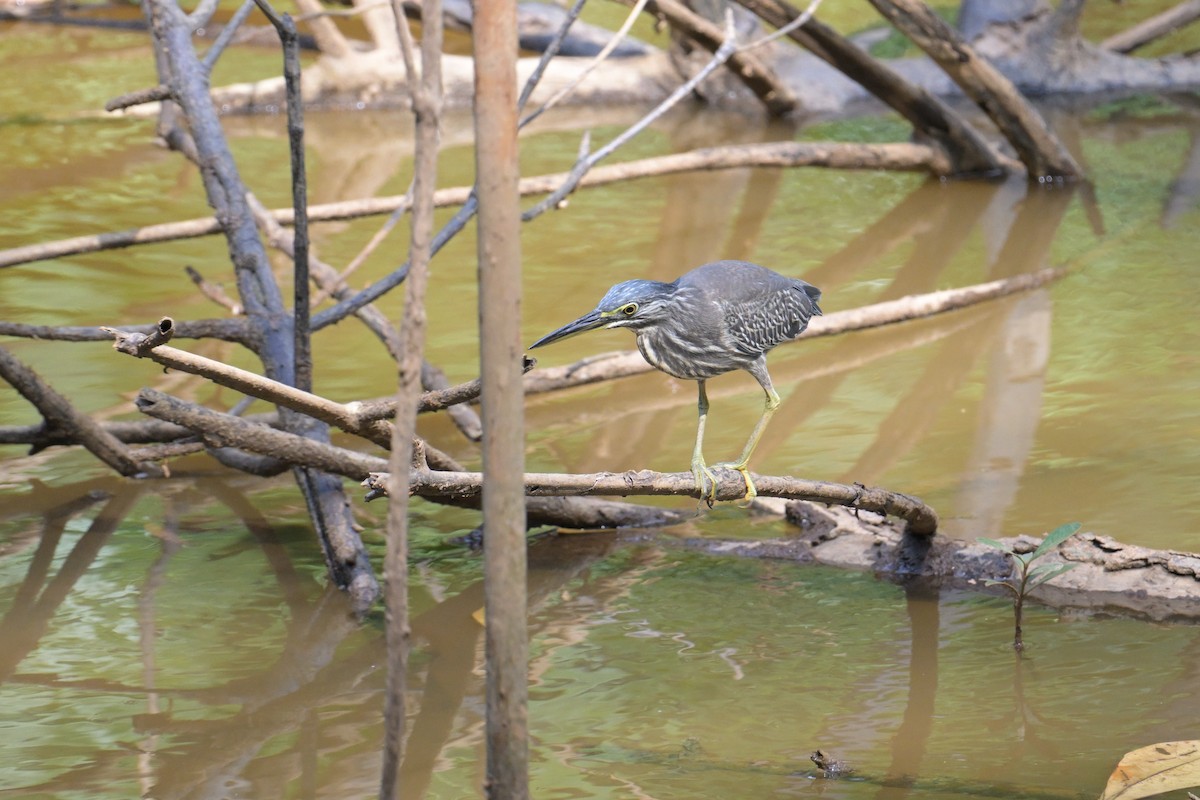 Little Heron - ML645132908