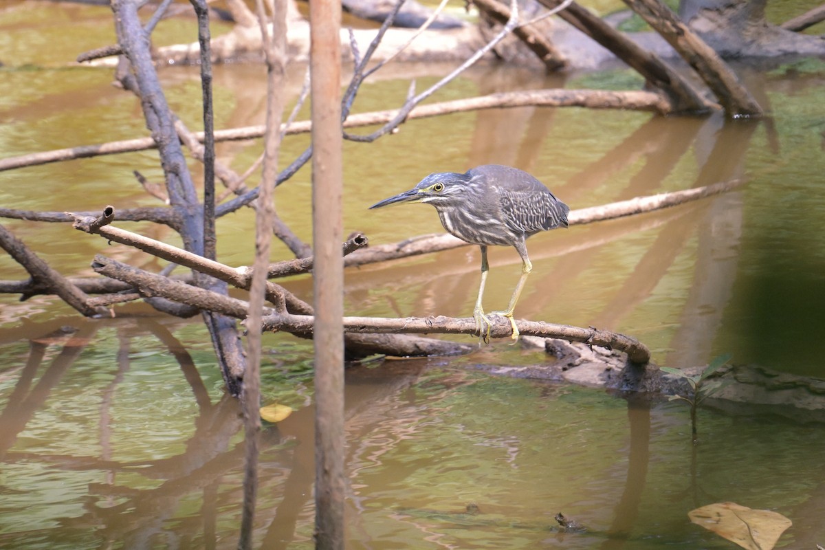 Little Heron - ML645132909