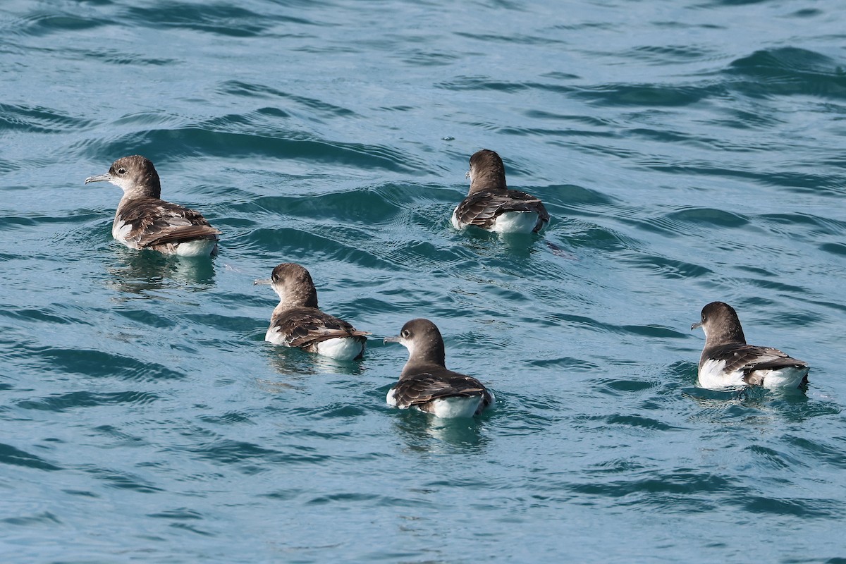 Fluttering Shearwater - ML645132910