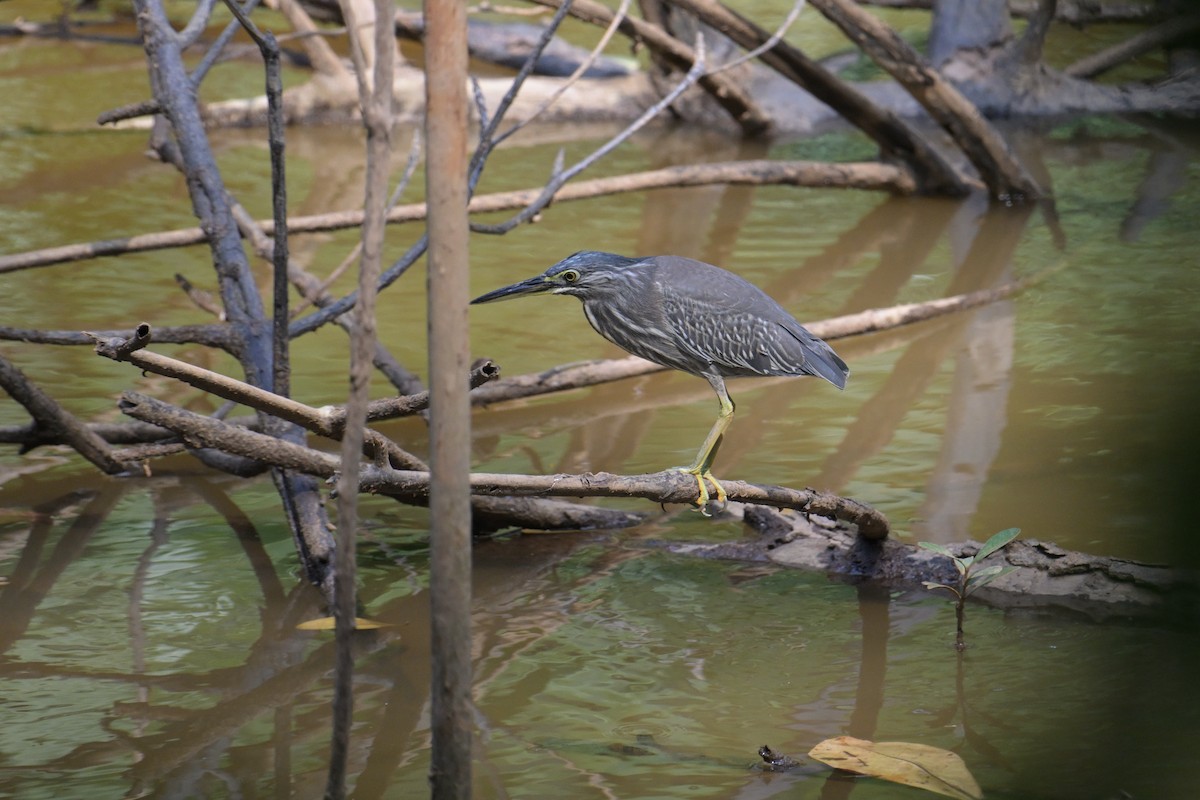 Little Heron - ML645132911