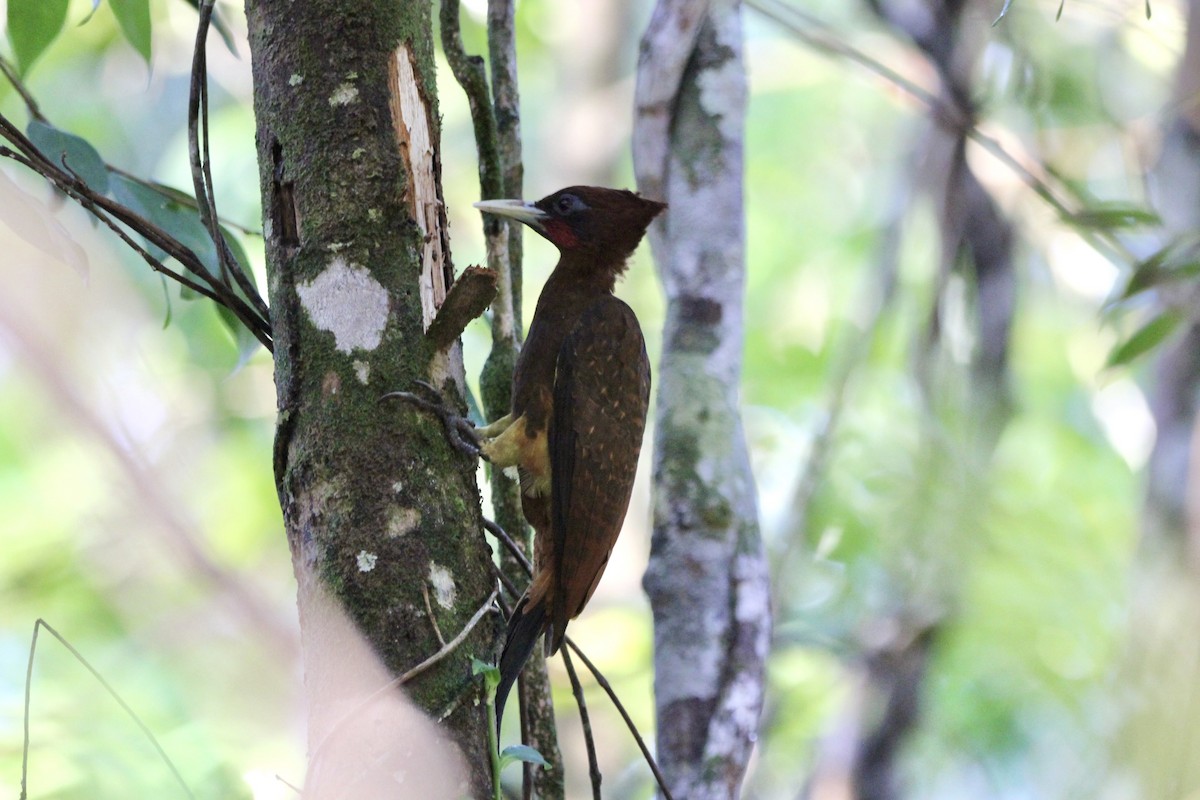 Chestnut Woodpecker - ML645132923