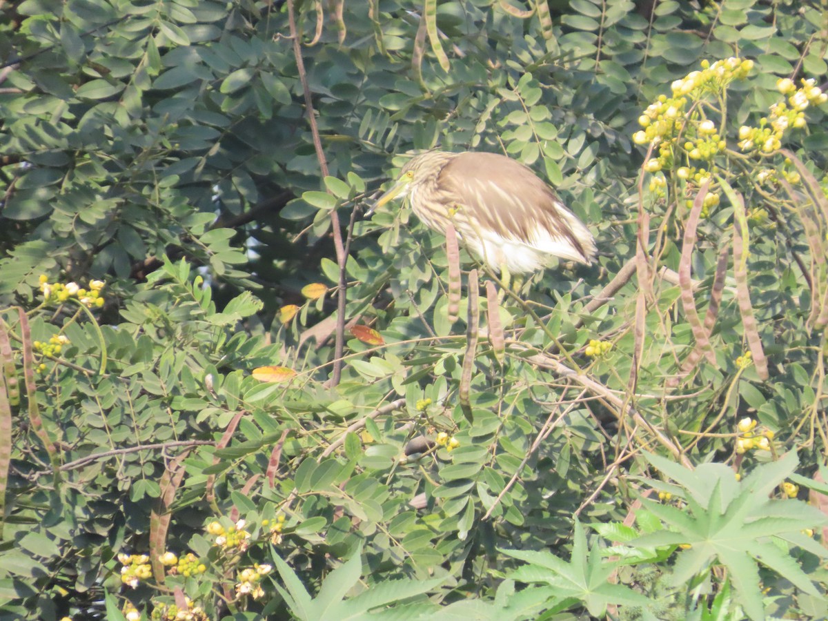 Indian Pond-Heron - ML645132926