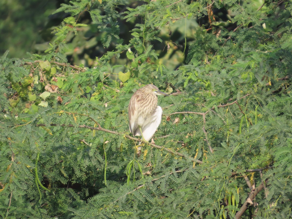 Indian Pond-Heron - ML645132927