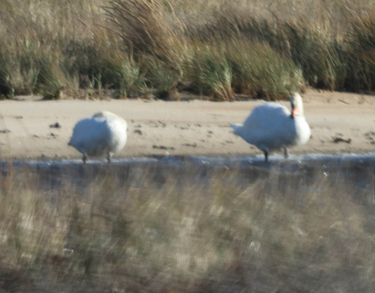 Лебідь-шипун - ML645132953