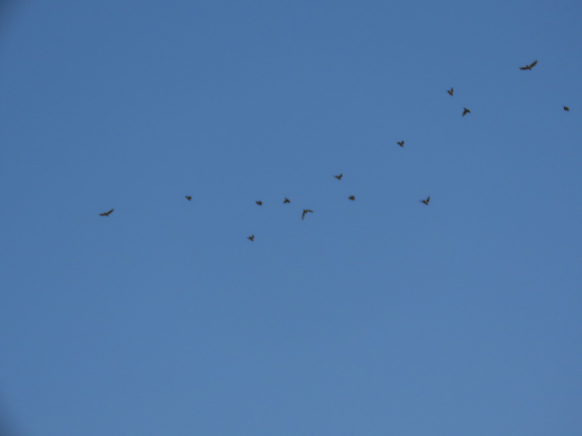 Rosy Starling - ML645132959