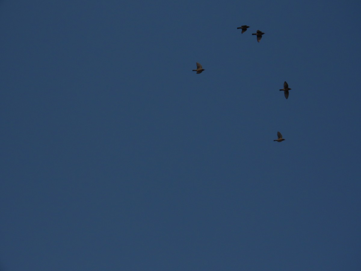 Rosy Starling - ML645132960