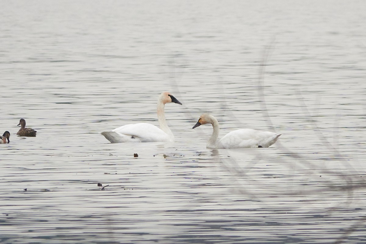 Tundra Swan - ML645132974