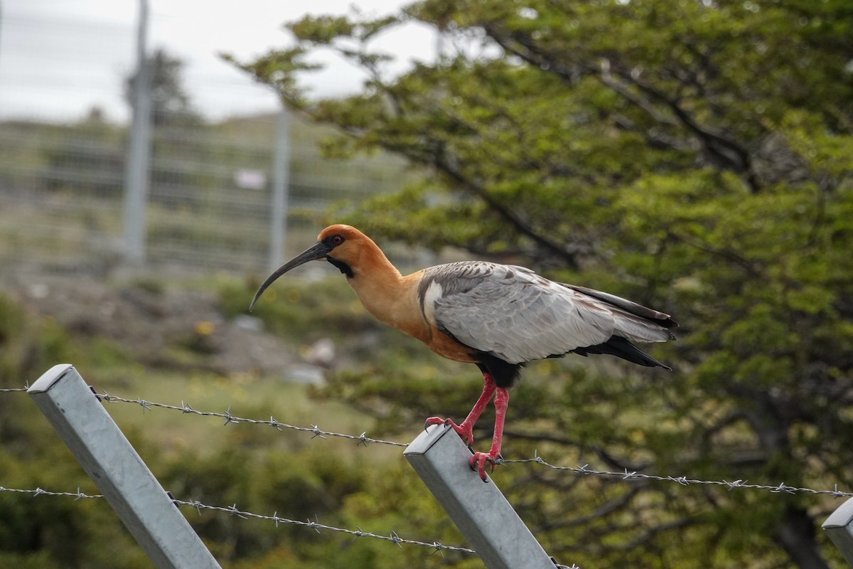 Bandurria Austral - ML645132981