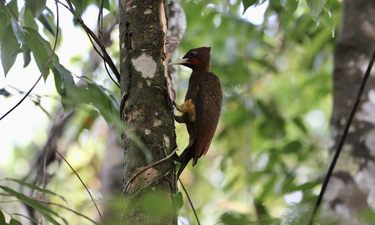 Chestnut Woodpecker - ML645132989
