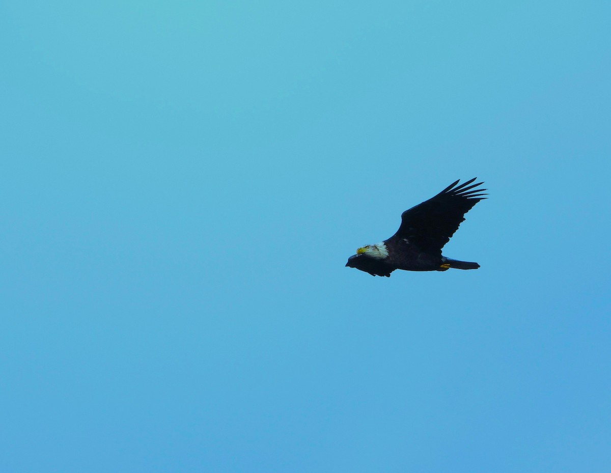 Bald Eagle - ML645133032