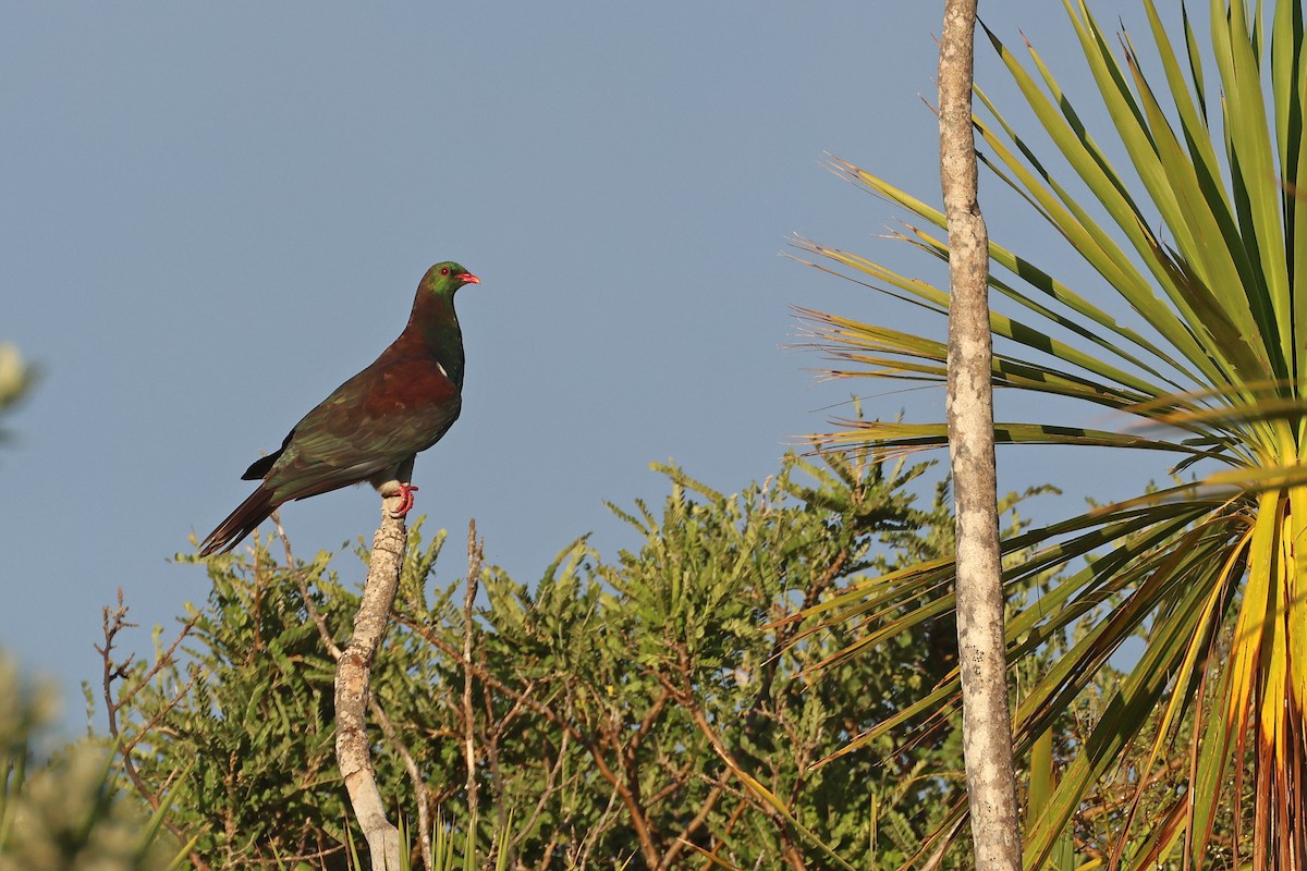 ニュージーランドバト - ML645133035