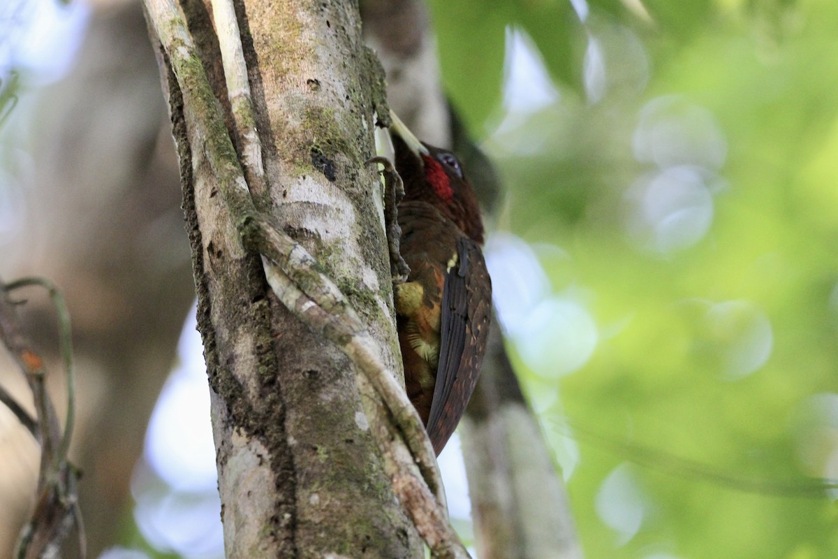 Chestnut Woodpecker - ML645133055