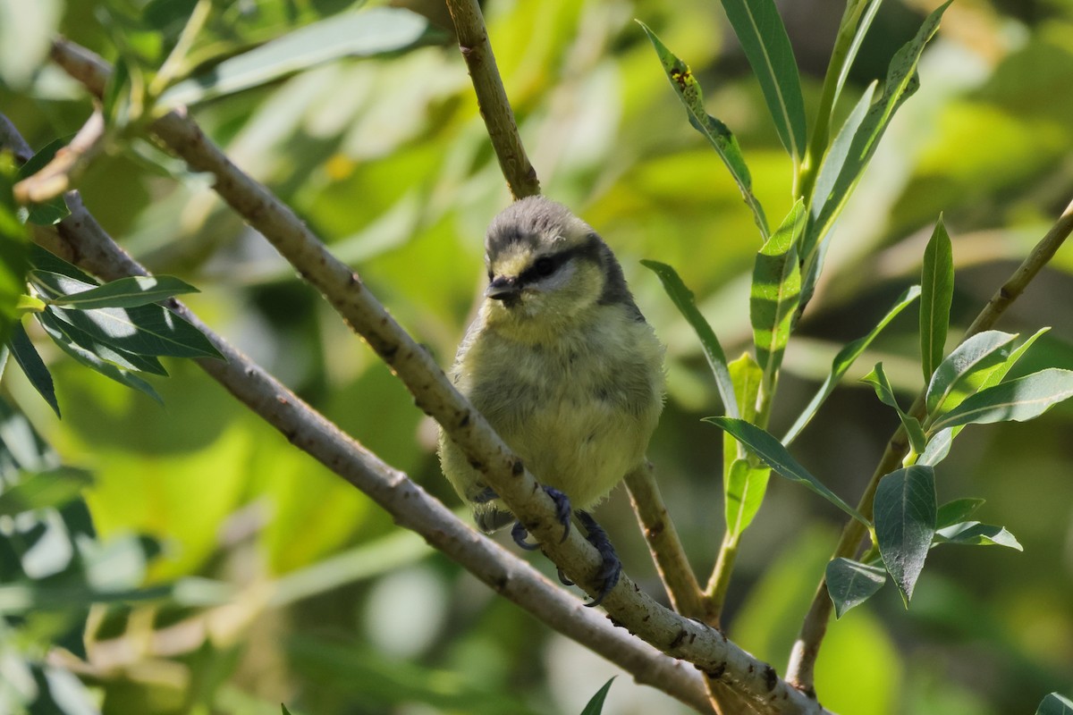 Eurasian Blue Tit - ML645133056