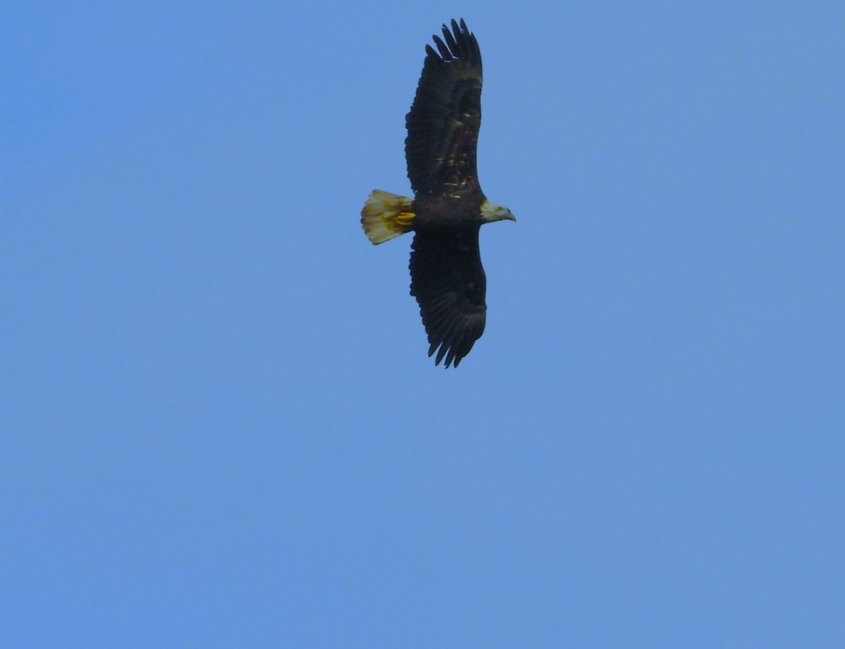 Bald Eagle - ML645133060