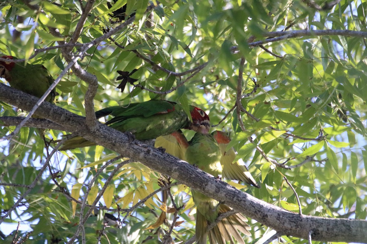 Red-masked Parakeet - ML645133061