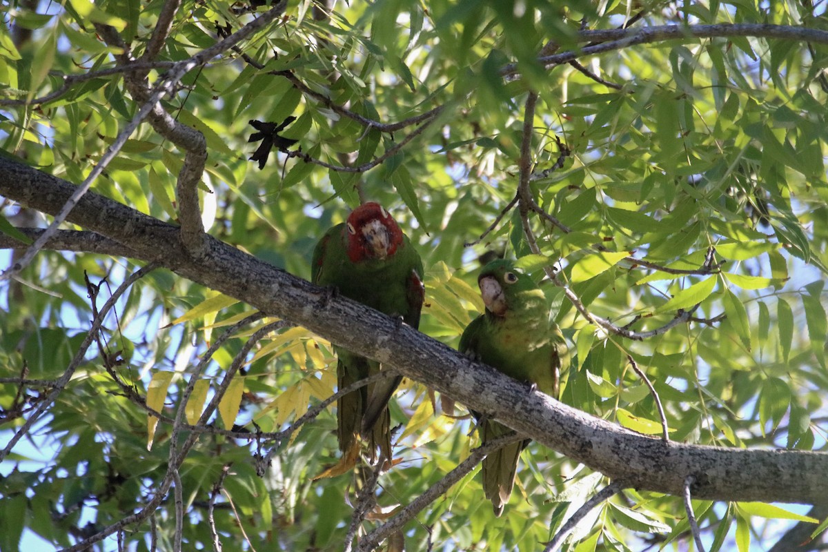Red-masked Parakeet - ML645133062