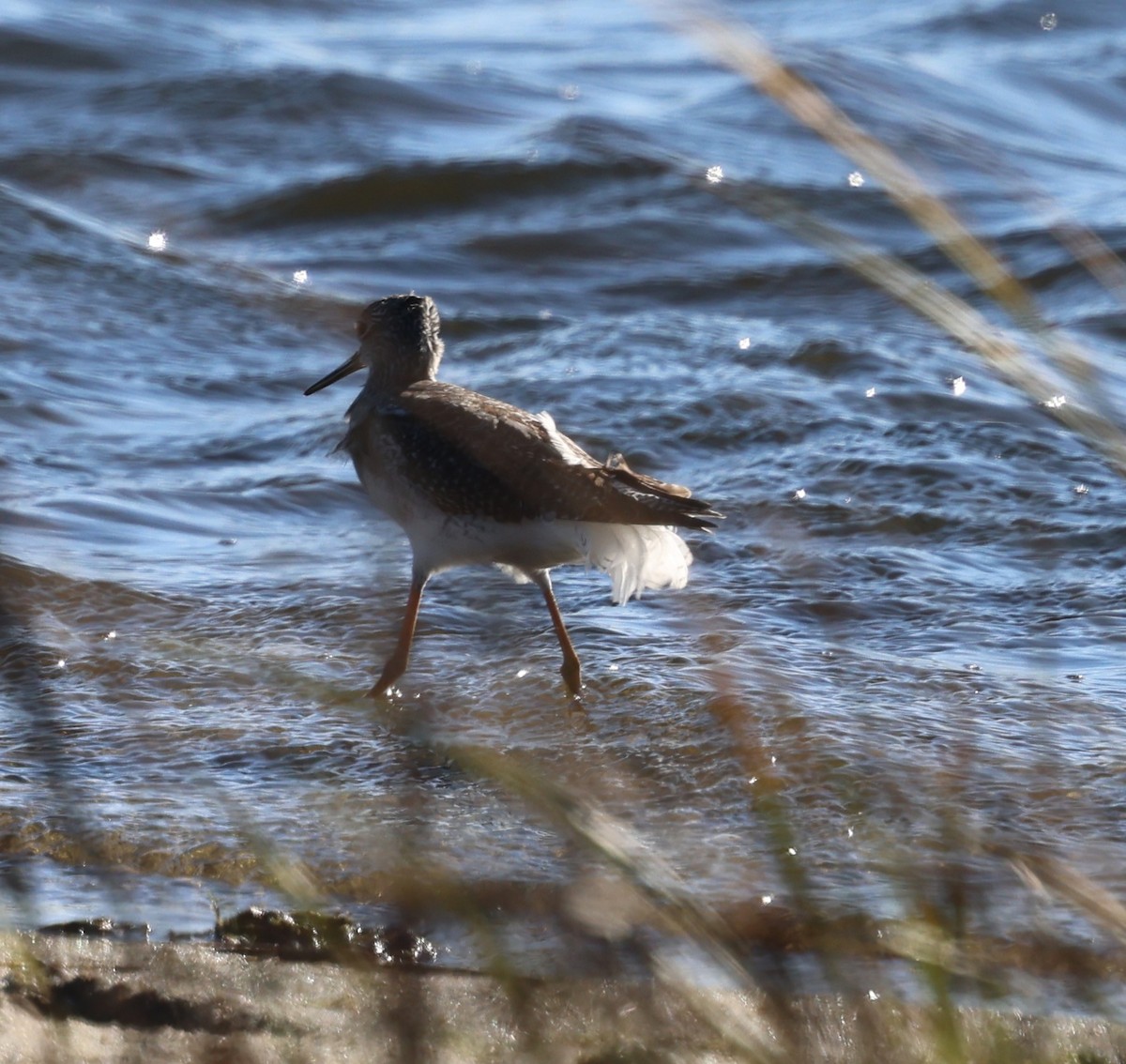 Greater Yellowlegs - ML645133072