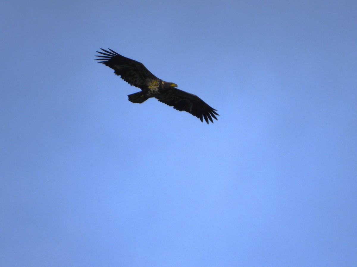 Bald Eagle - ML645133073