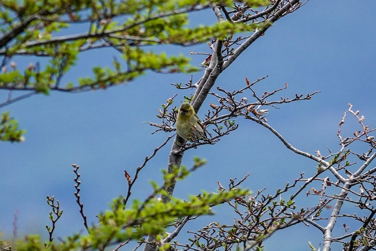 čížek vousatý - ML645133078