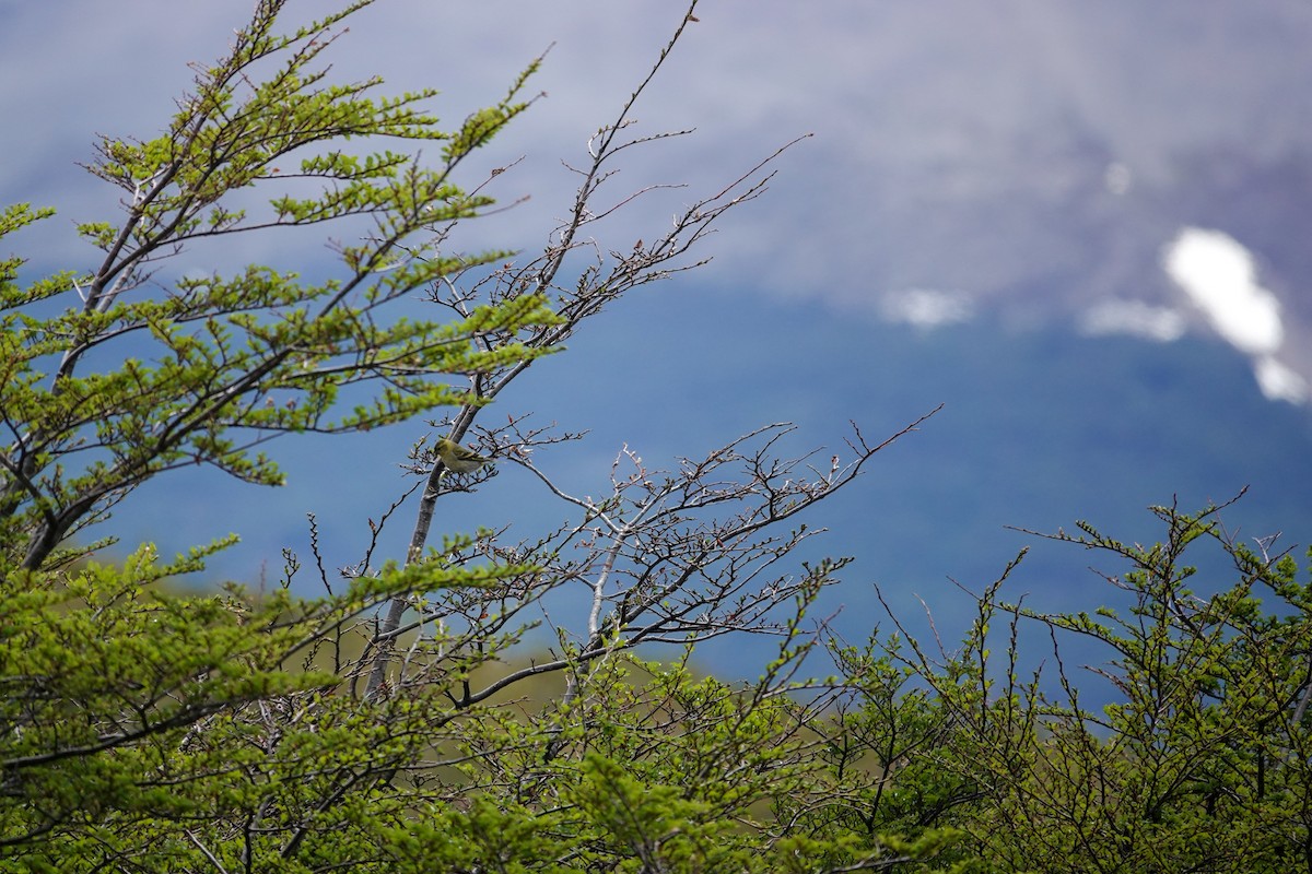 čížek vousatý - ML645133079