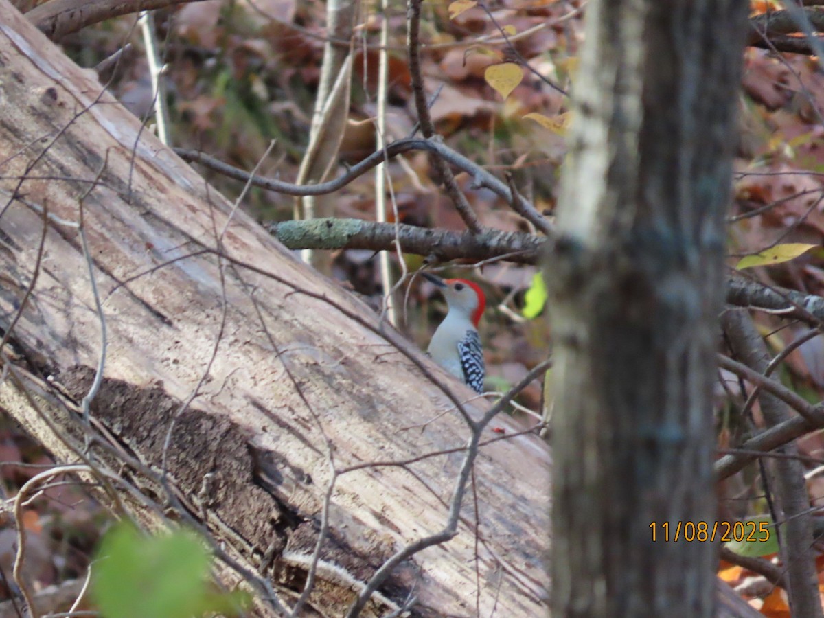 Carolinaspecht - ML645133080