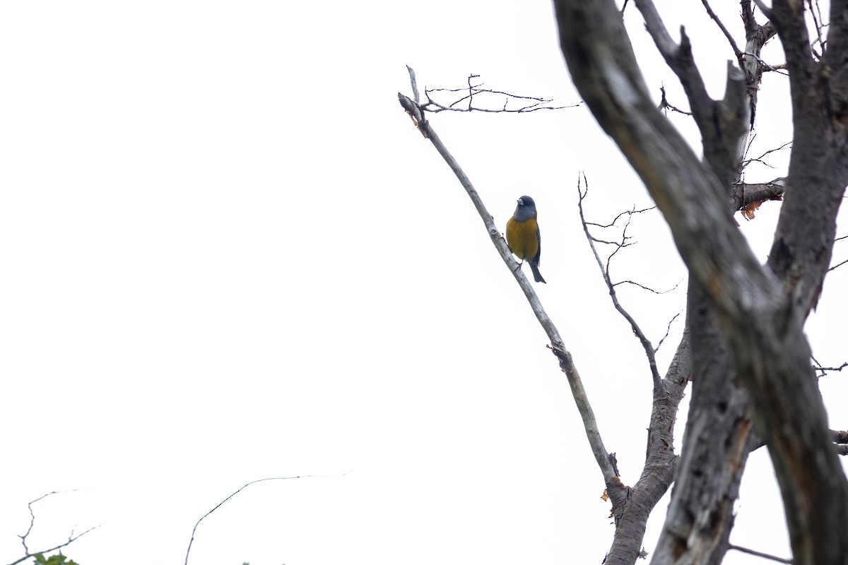 Patagonian Sierra Finch - ML645133131