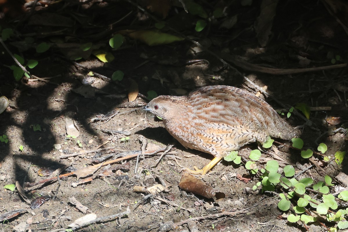 Brown Quail - ML645133135