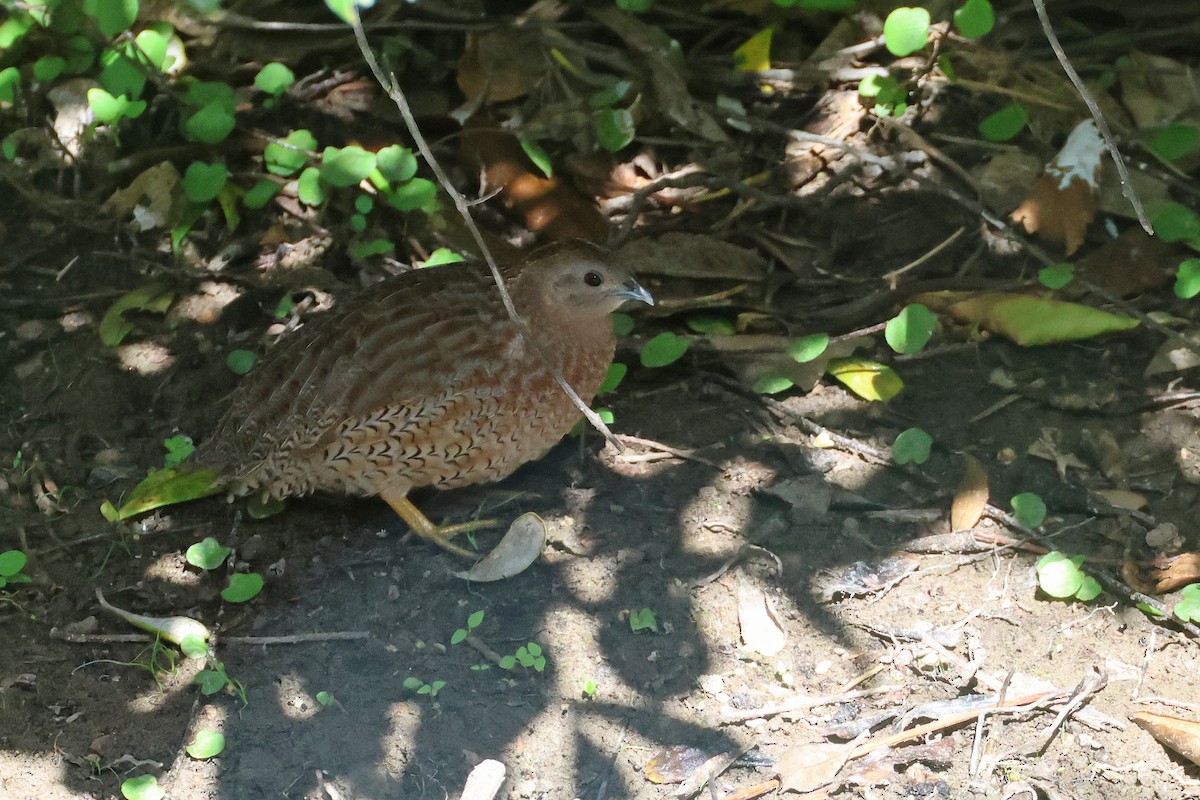 Brown Quail - ML645133136
