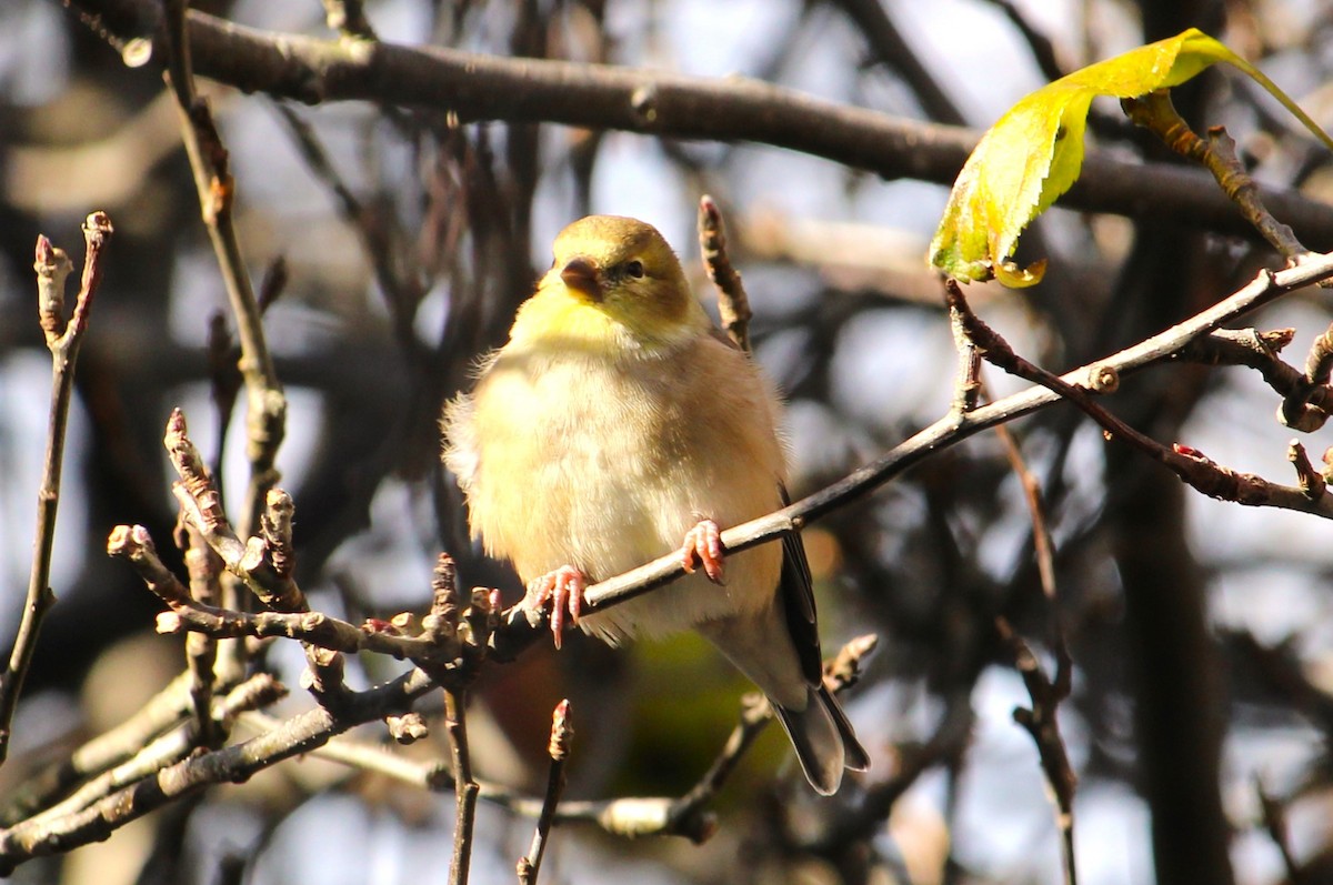 American Goldfinch - ML645133142