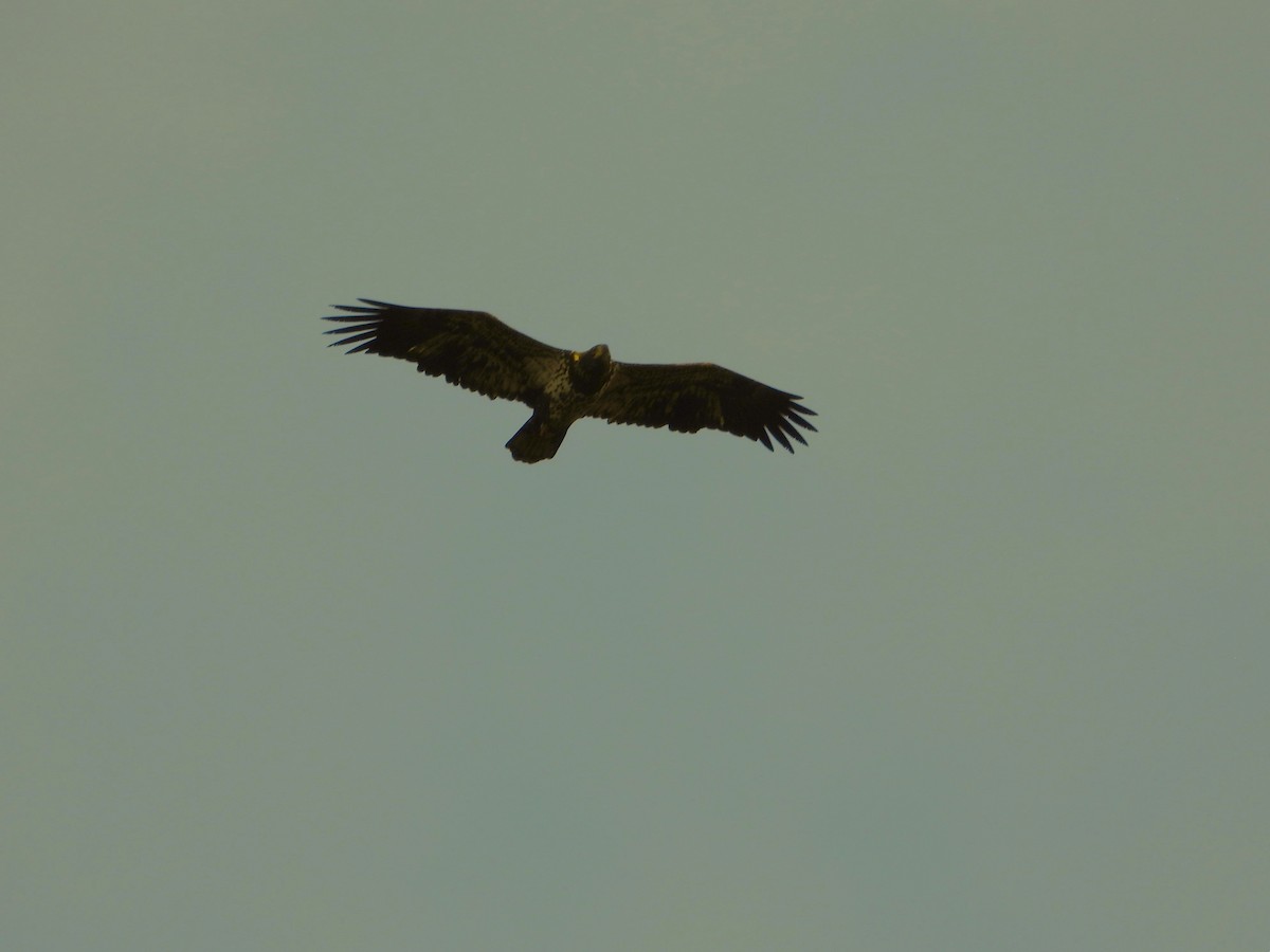 Bald Eagle - ML645133149